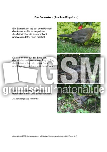 Das-Samenkorn-Ringelnatz.pdf
